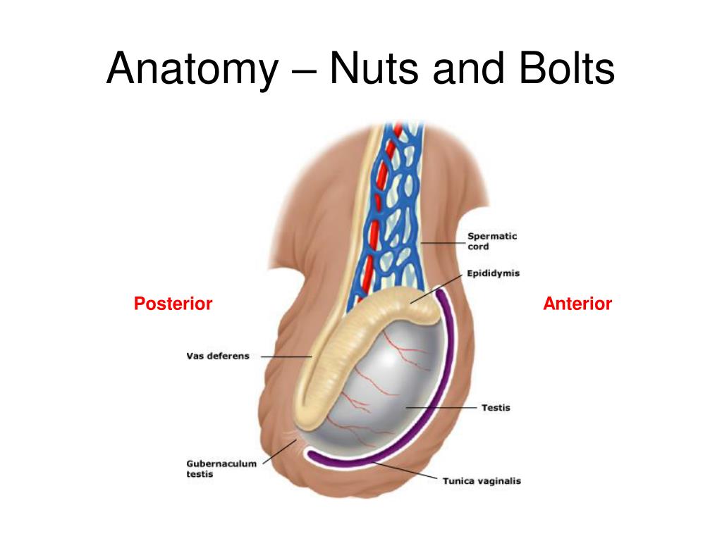 Can you orgasm without testicles