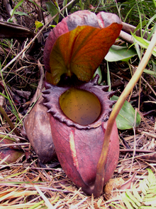 Asian pitcher plant life cycle