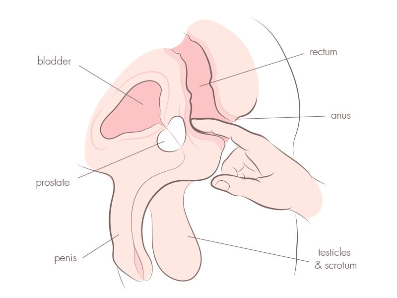 The anatomy of the male orgasm