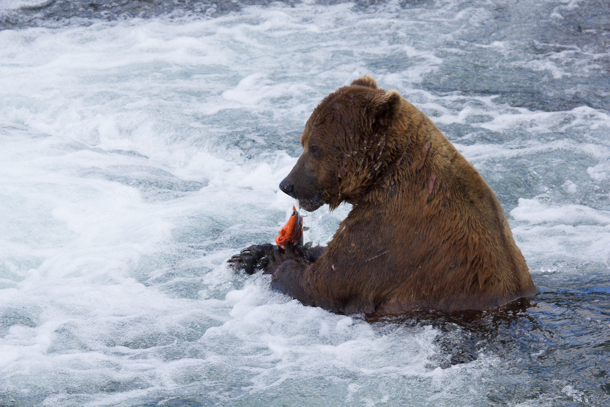 Grizzly bear attacks hiker devours cock