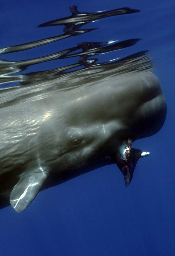Opaline reccomend megan humps whale