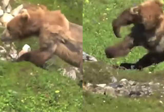 Grizzly bear attacks hiker devours cock