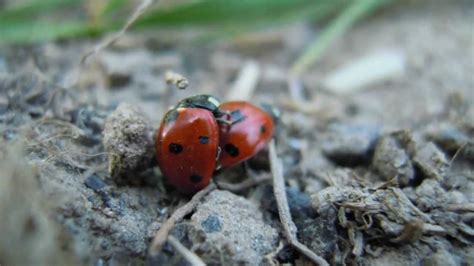 Ladybug capture walkmoth