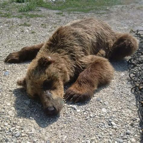 best of Cock grizzly hiker bear attacks devours