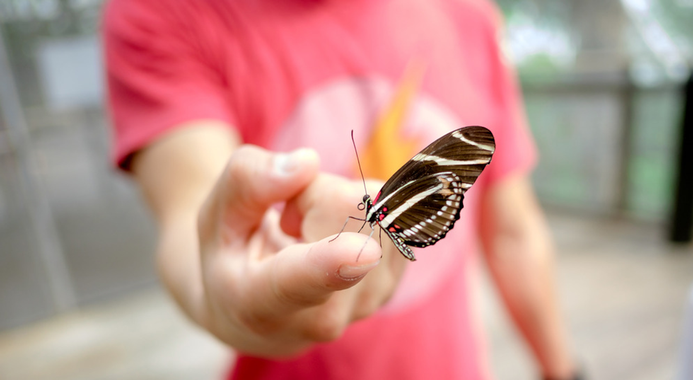 best of Wonderland butterfly effect from allison