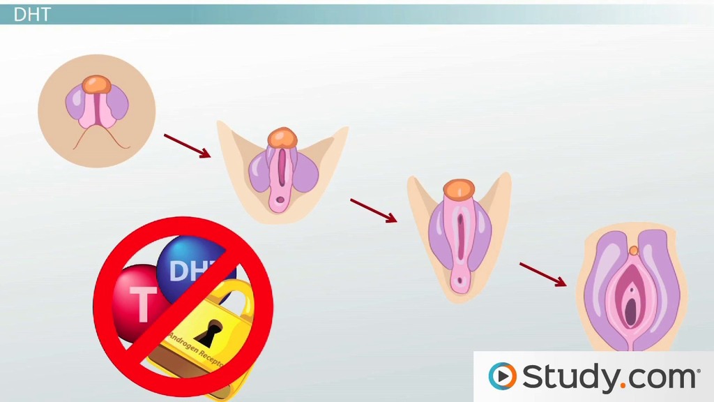 Guide male genital exam penis testicles