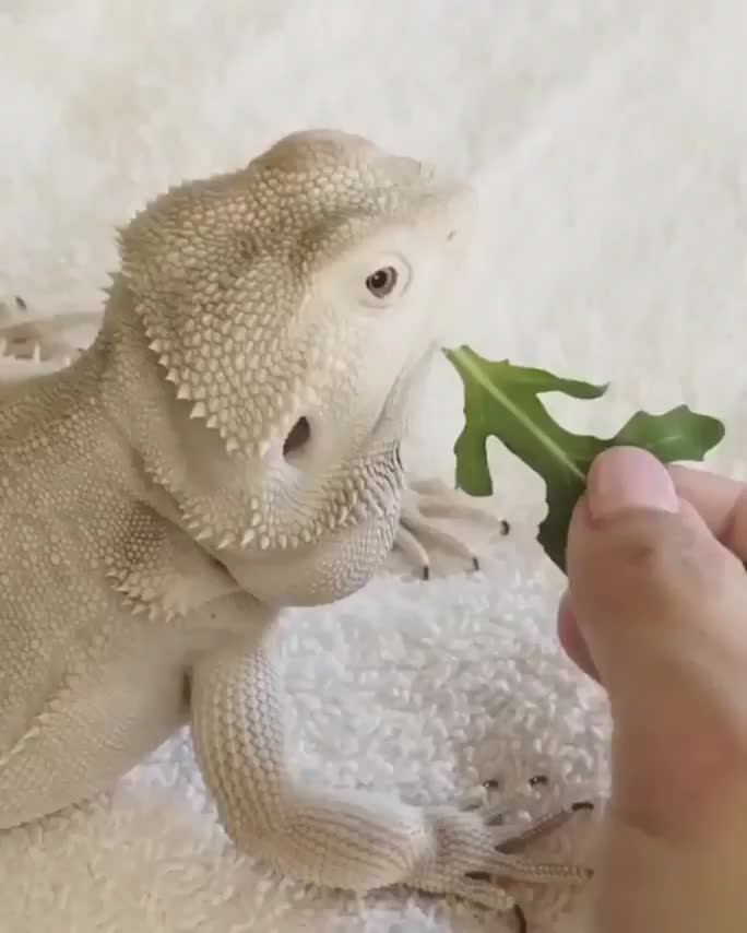 Lizard almost gets crushed distracted