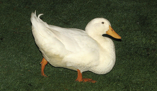 best of Duck medium size